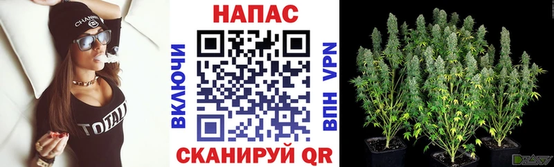 закладка  Моршанск  Каннабис ГИДРОПОН 